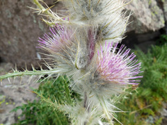Cirsium eatonii