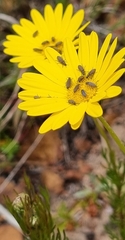 Ursinia paleacea
