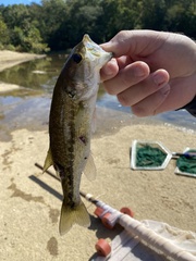 Micropterus henshalli
