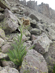 Cirsium eatonii
