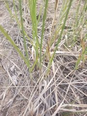 Carex siccata