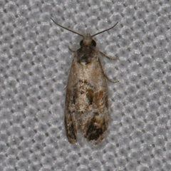 Cochylis bucera