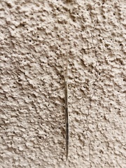 Parabacillus hesperus