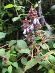 Salvia mocinoi
