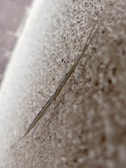 Parabacillus hesperus