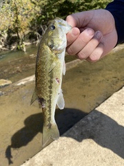 Micropterus henshalli