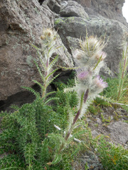 Cirsium eatonii