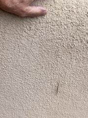 Parabacillus hesperus