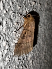 Thyas coronata