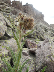 Cirsium eatonii