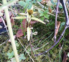 Bidens tripartita
