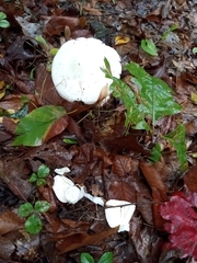 Pluteus cervinus