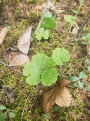 Ranunculus lapponicus