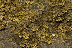 Pelvetia canaliculata
