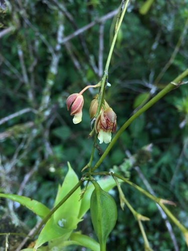 Leochilus carinatus, photograph 2