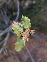 Quercus pacifica