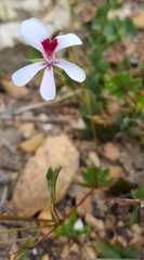 Pelargonium setulosum