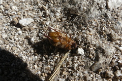 Scarabaeidae