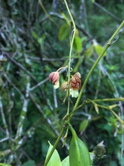 Leochilus carinatus