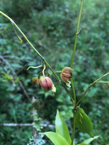 Leochilus carinatus, photograph 3