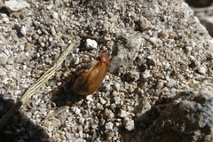 Scarabaeidae