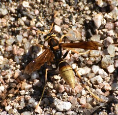 Polistes comanchus