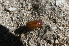 Scarabaeidae