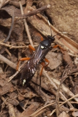 Ichneumon
