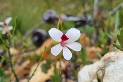 Pelargonium setulosum
