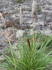 Cortaderia