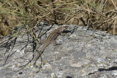 Podarcis guadarramae guadarramae