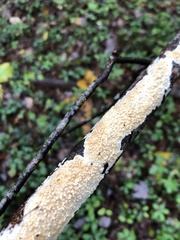 Basidioradulum radula