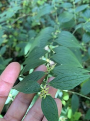 Lithospermum latifolium