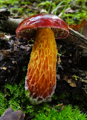 Frost's Bolete
