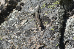 Podarcis guadarramae guadarramae