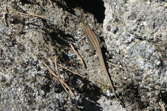 Podarcis guadarramae guadarramae