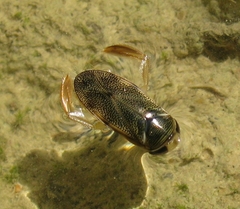 Corixa