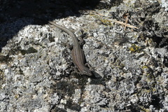 Podarcis guadarramae guadarramae