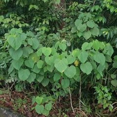 Clerodendrum villosum