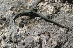 Podarcis guadarramae guadarramae