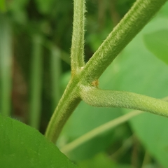 Clerodendrum villosum