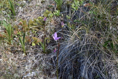 Primula jeffreyi