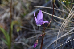 Primula jeffreyi