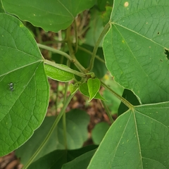 Clerodendrum villosum