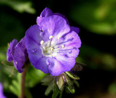 Phacelia strictiflora