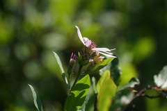 Eucephalus engelmannii