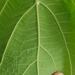 Clerodendrum villosum