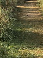 Junco hyemalis