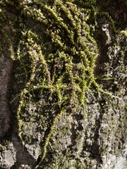 Homalothecium nuttallii