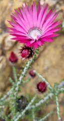 Phaenocoma prolifera